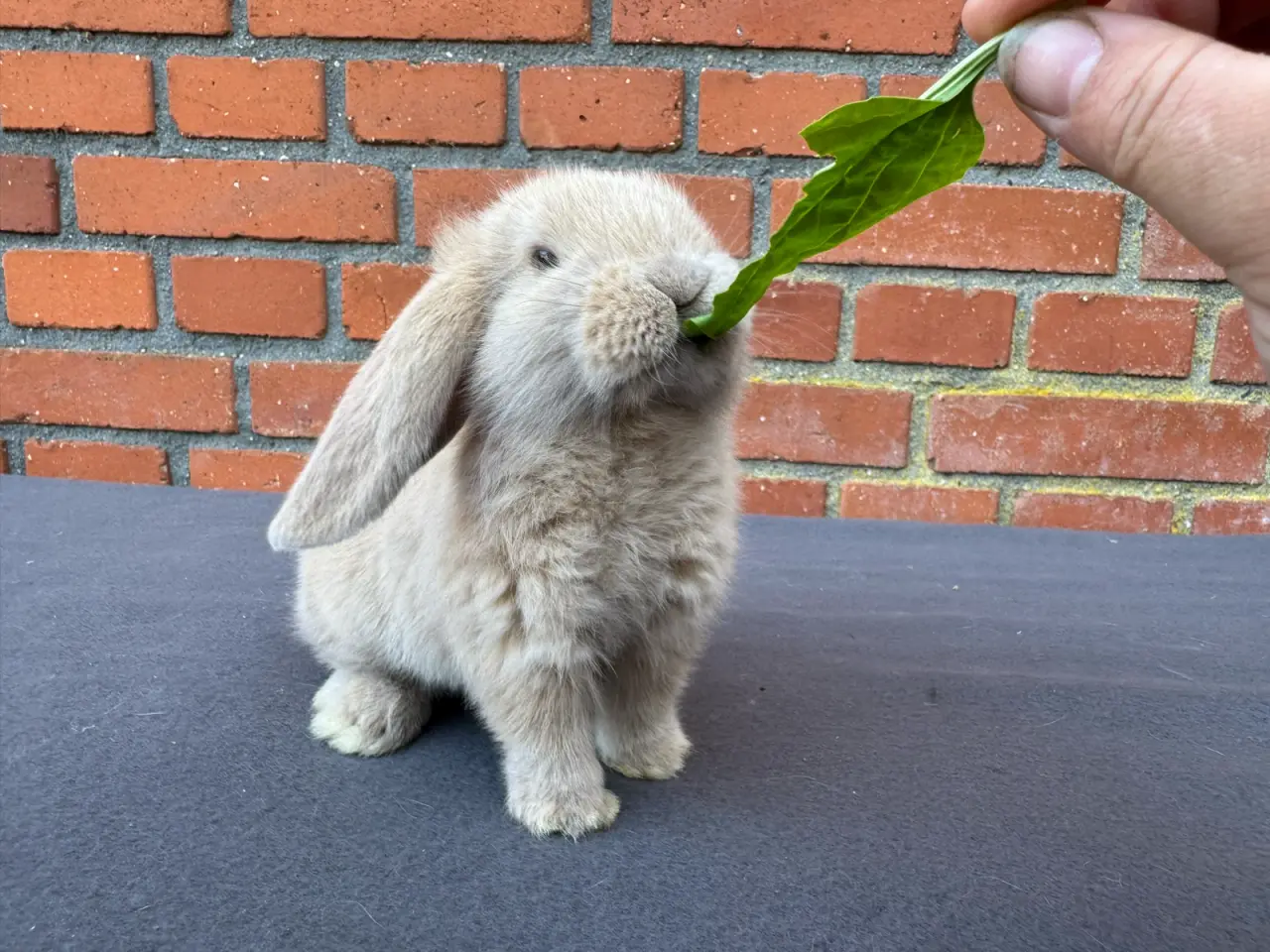 Billede 8 - Mini lop hankanin