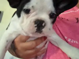 Französische Bulldoggen