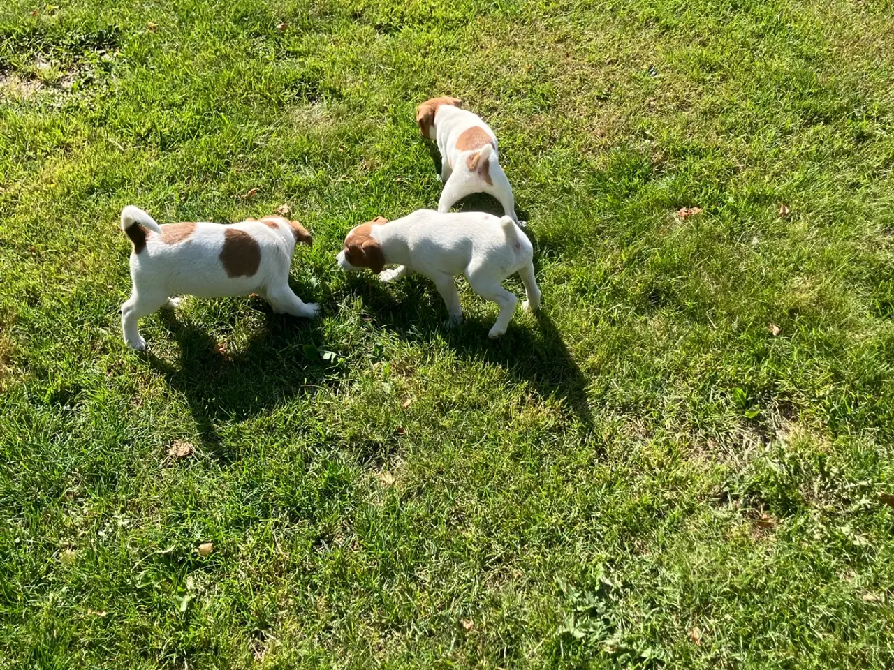 Billede 20 - Jack Russel hvalpe