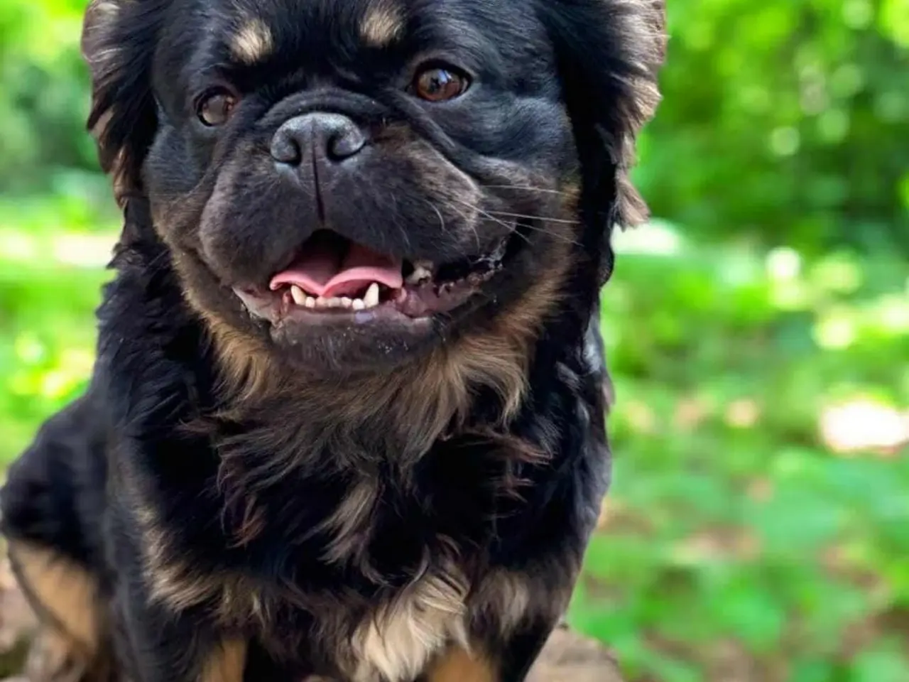 Billede 4 - Fluffy Fransk bulldog