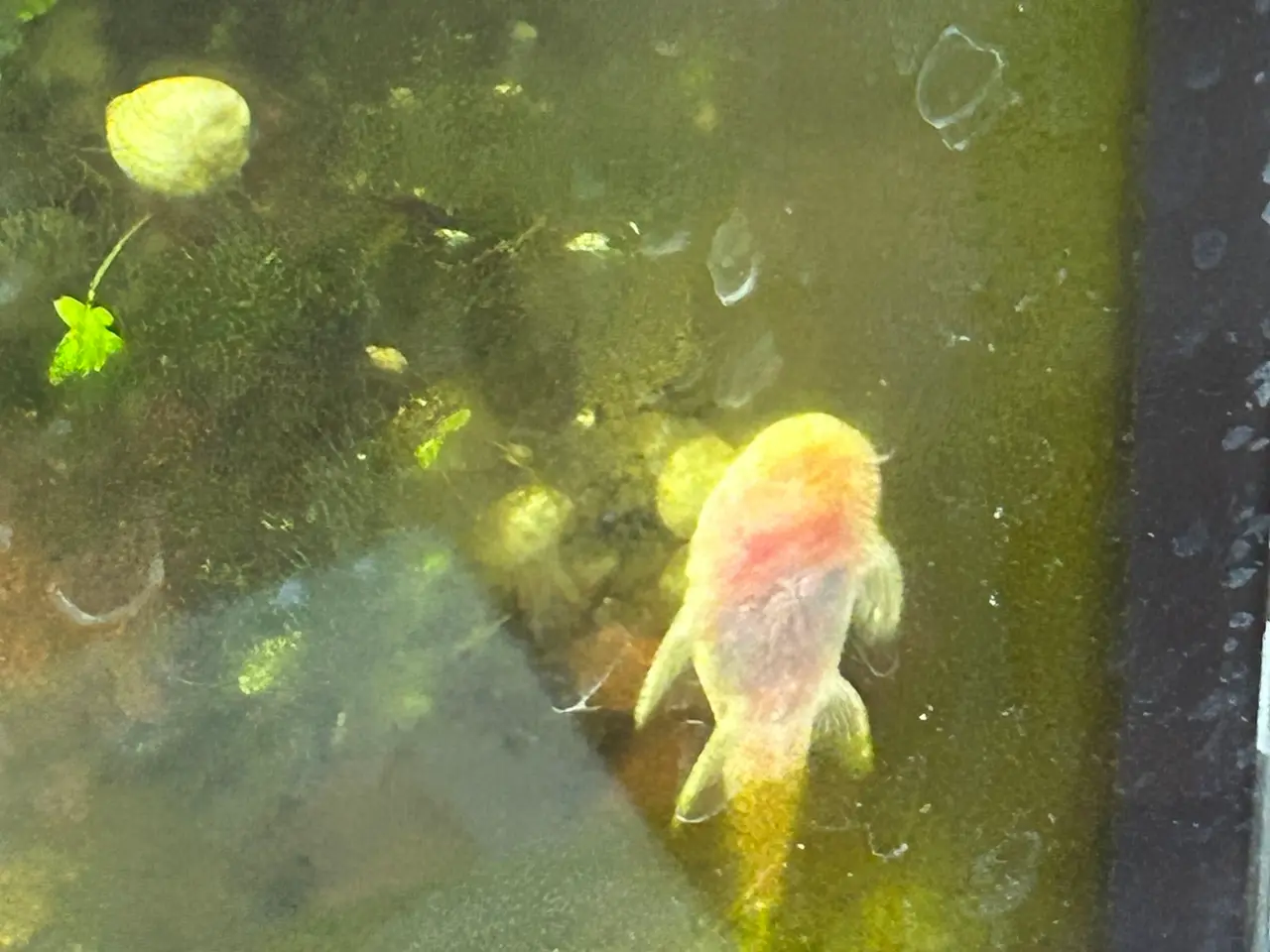 Billede 6 - ❄️🐟 Snow White Ancistrus – flotte hvide maller