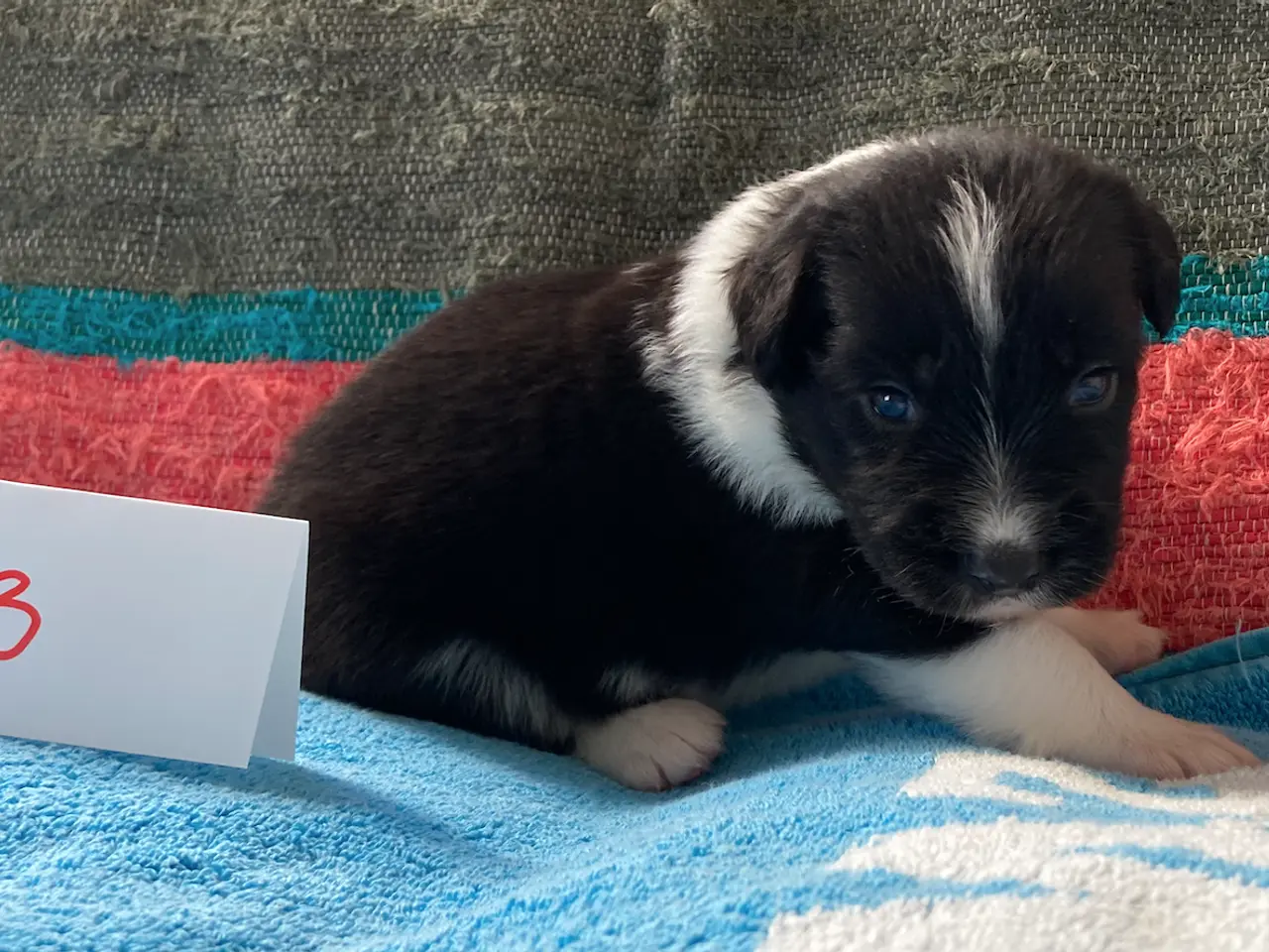 Billede 7 - Border Collie hvalpe