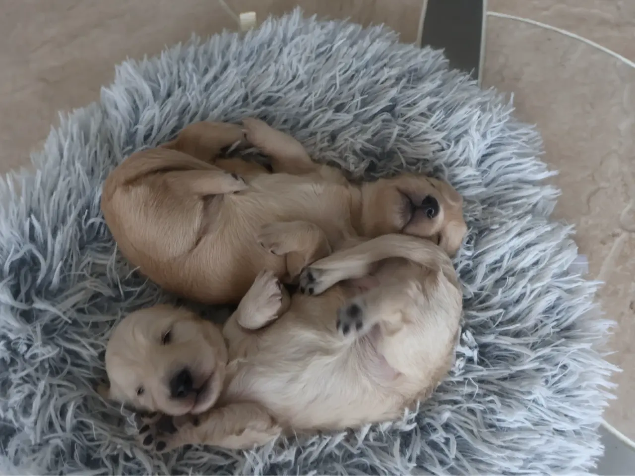 Billede 5 - Blonde langhåret gravhunde