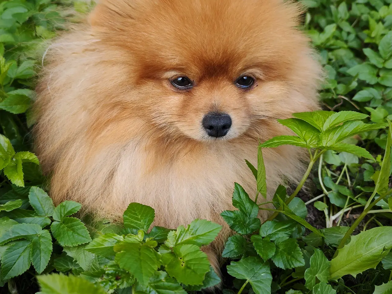 Billede 5 - Pomeranian han 