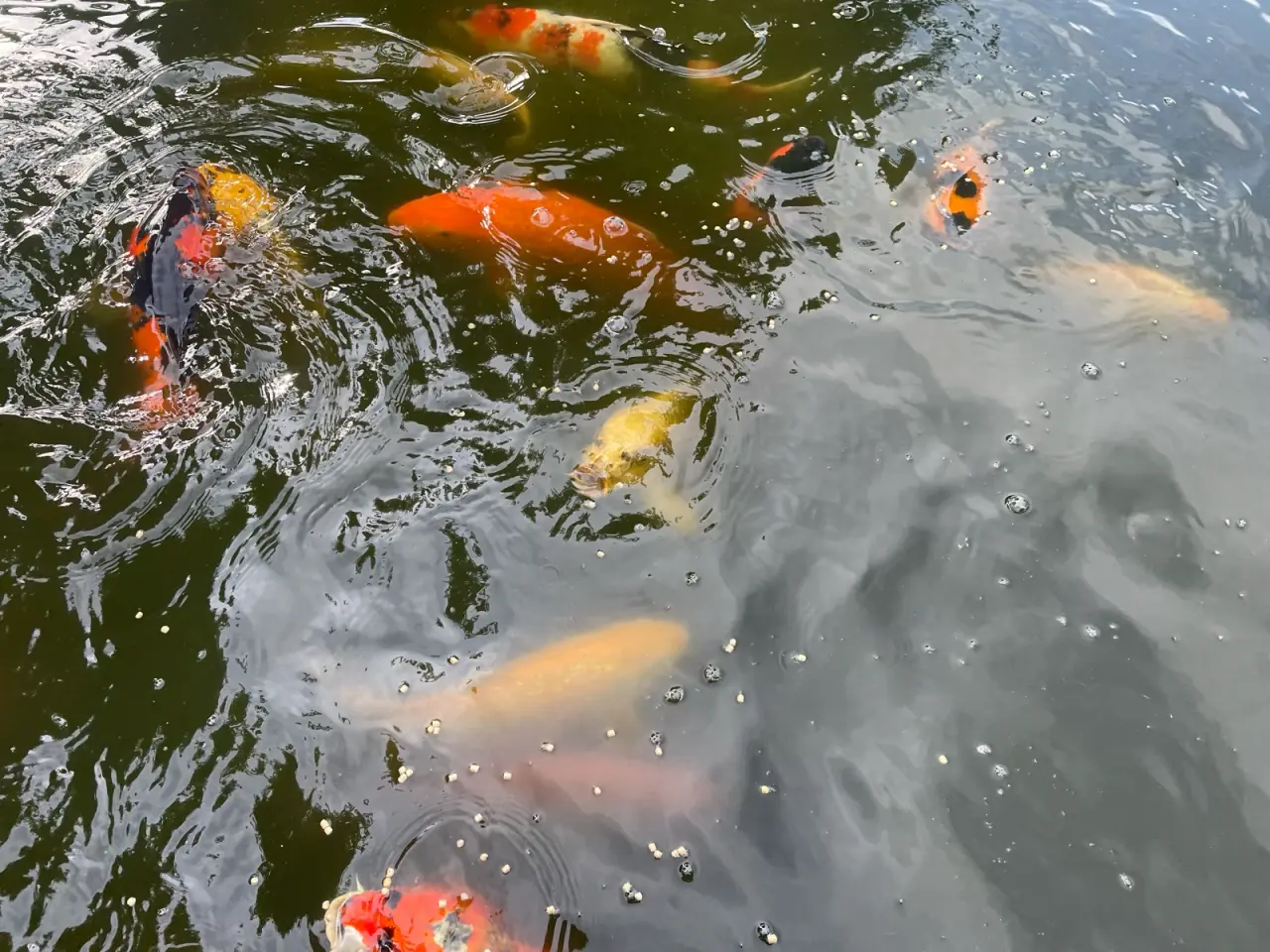 Billede 3 - Koi karper 20 til 45 cm
