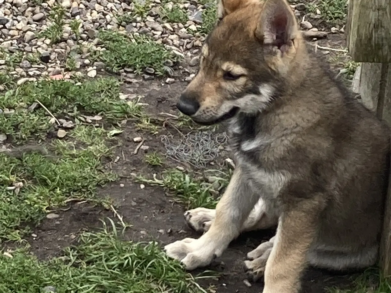 Billede 4 - Tjekkoslovakisk ulvehund / Saarloos mix