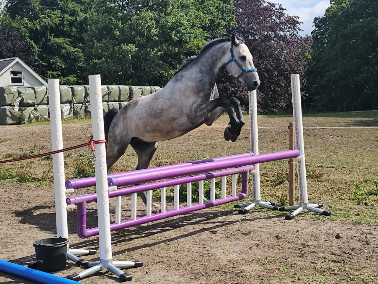 Billede 1 - 4 års Dansk varmblod hingst