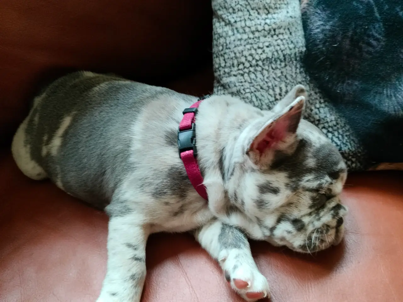 Billede 2 - Fransk bulldog hvalpe