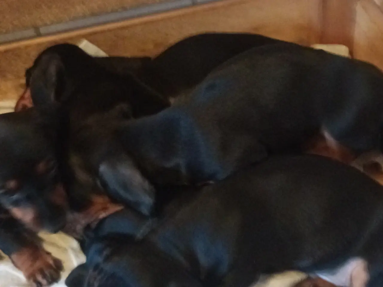 Billede 5 - Gravhund hvalpe