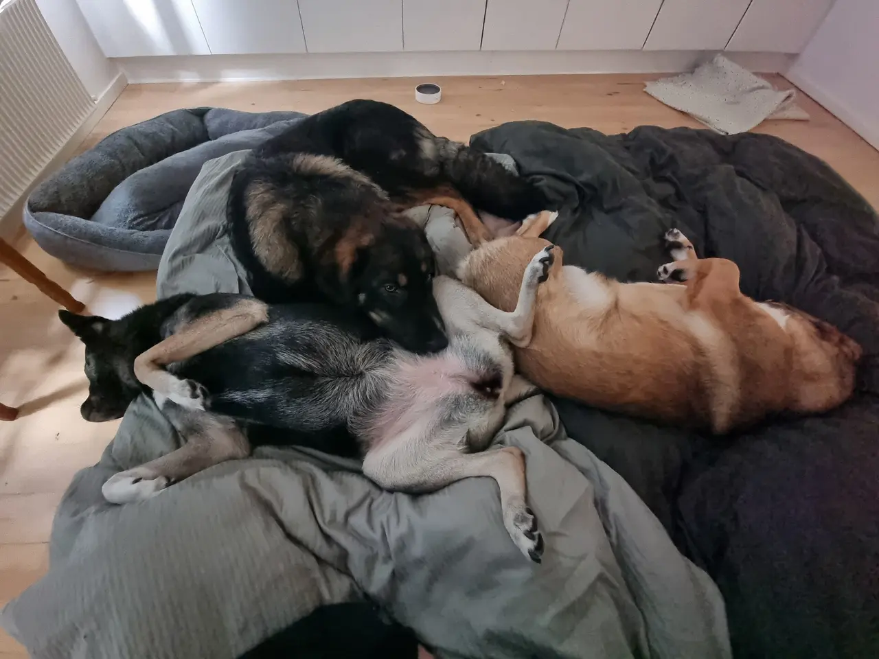 Billede 6 - Smukke Basse søger familie 💙
