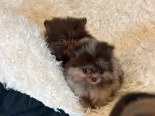 🐾💙 5 SMUKKE POMERANIA-DRENGE 💙🐾 - 2