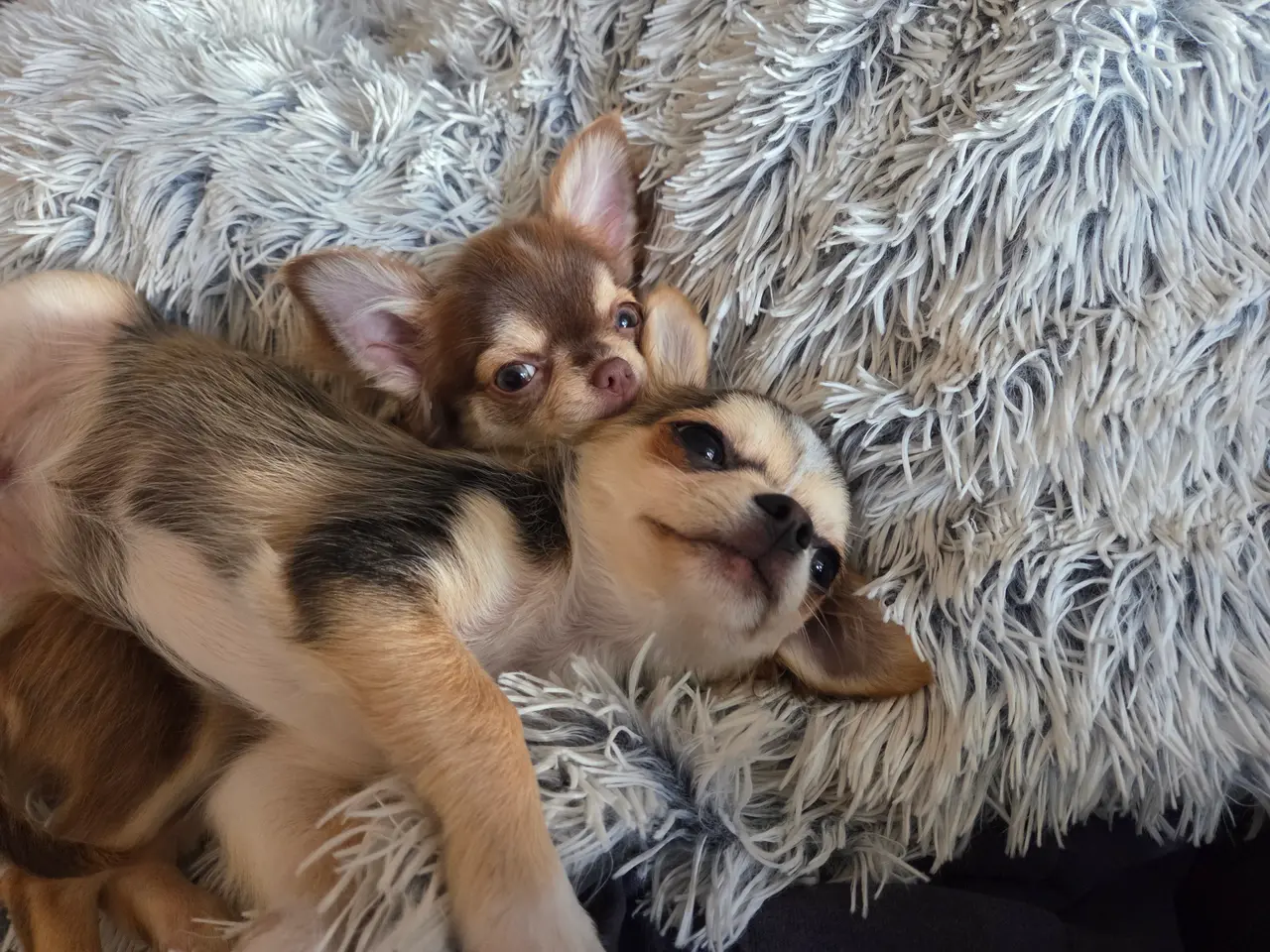 Billede 8 - Langhåret husky-chihuahua. Hun og han.