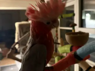 Rosa kakadue og Amazon