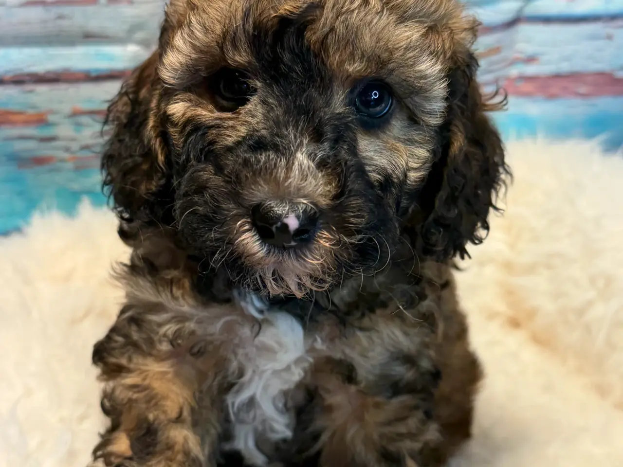 Billede 7 - 2skønne Zobel Cavapoo 