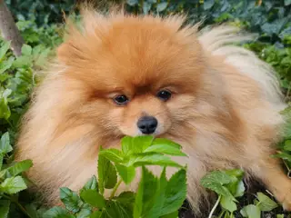 Mini tecup Pomeranian 