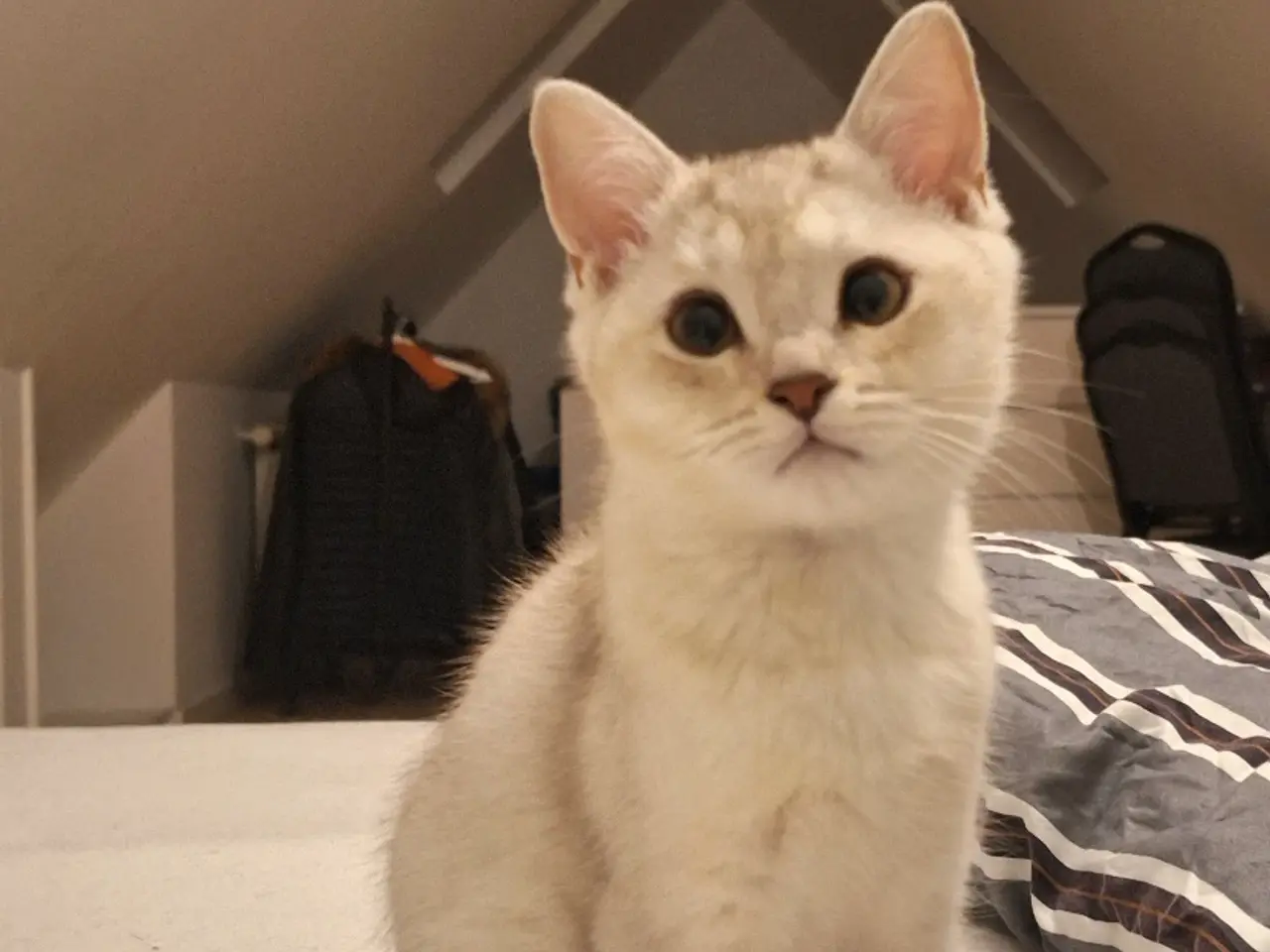 Billede 2 - 🔥 British shorthair🔥