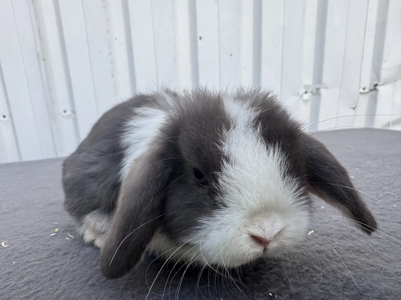 Billede 6 - Mini lop hankanin