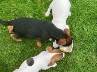 Skønne Jack Russell hvalpe
