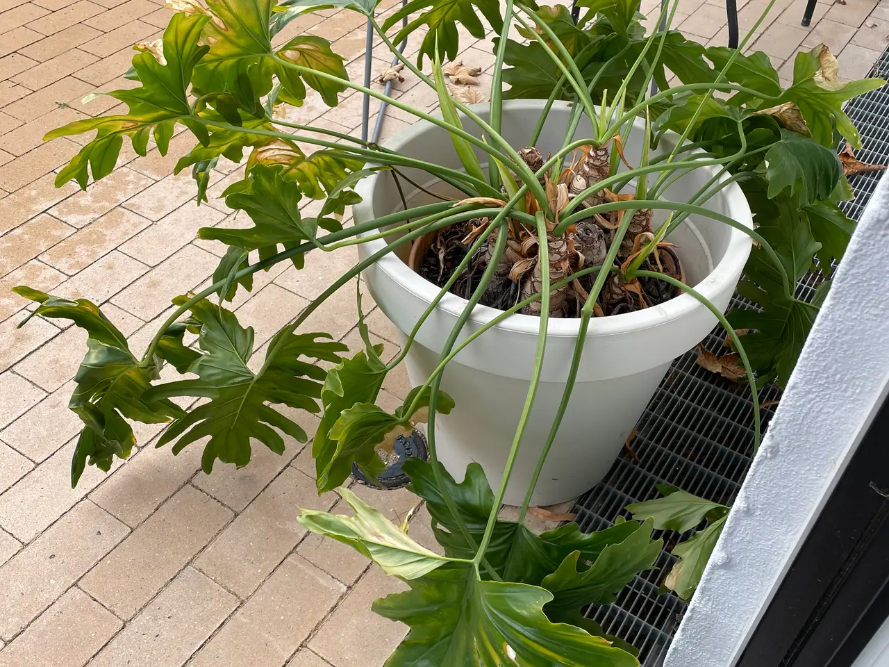 Billede 1 - Fingerfilidendron gives væk