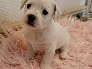 Jacktese hvalpe ( Jack Russel+ Maltiser/Bichon)