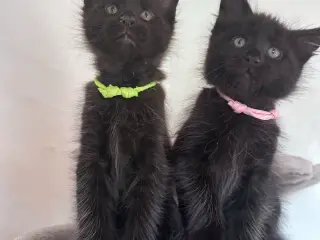 Maine coon med stamtavle 