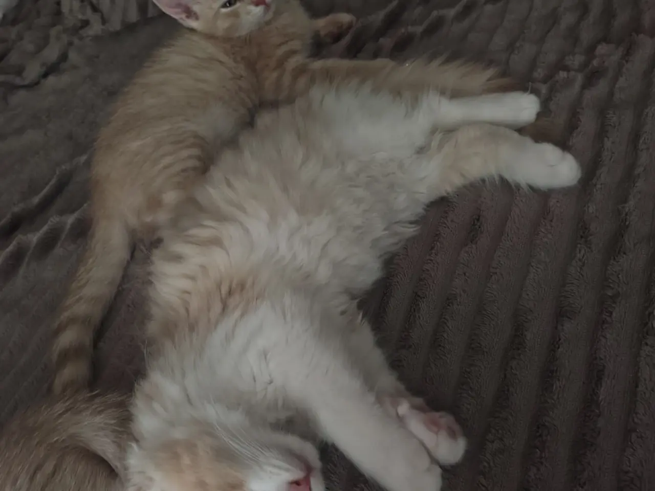 Billede 7 - Main Coon / Ragdoll blanding
