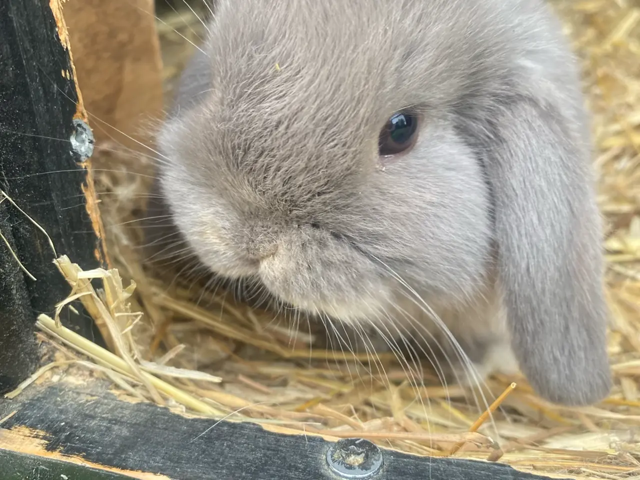 Billede 1 - Mini lop kanin unger