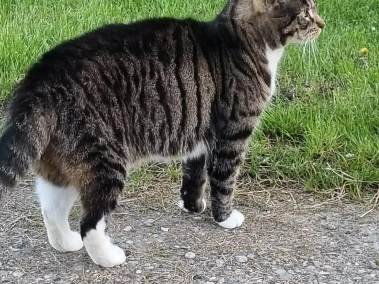 Billede 3 - Sød hankat bortgives💗