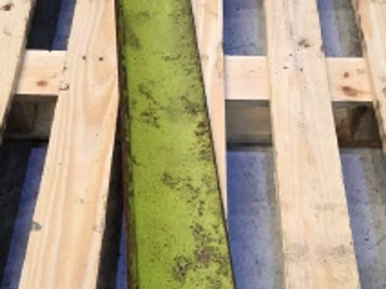 Billede 15 - Claas Jaguar 850 Kniv Plade 9843395