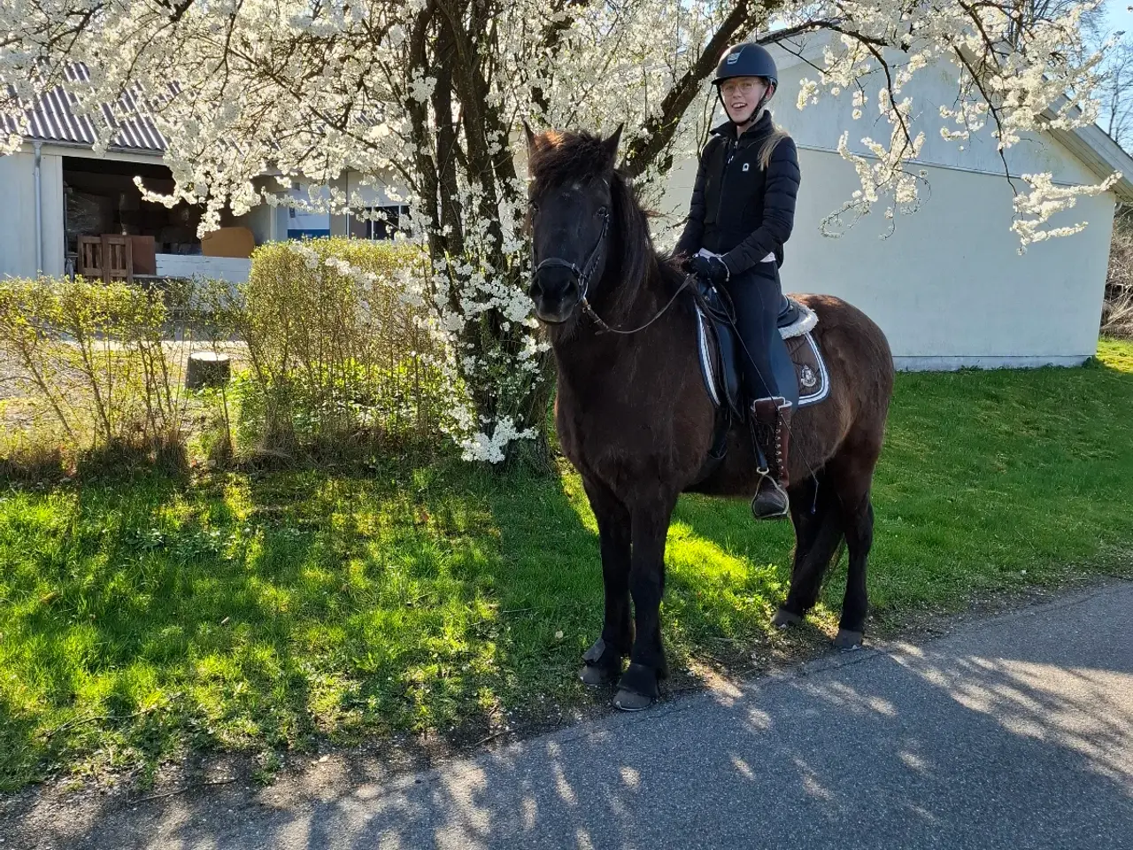 Billede 8 - Islænder børnepony