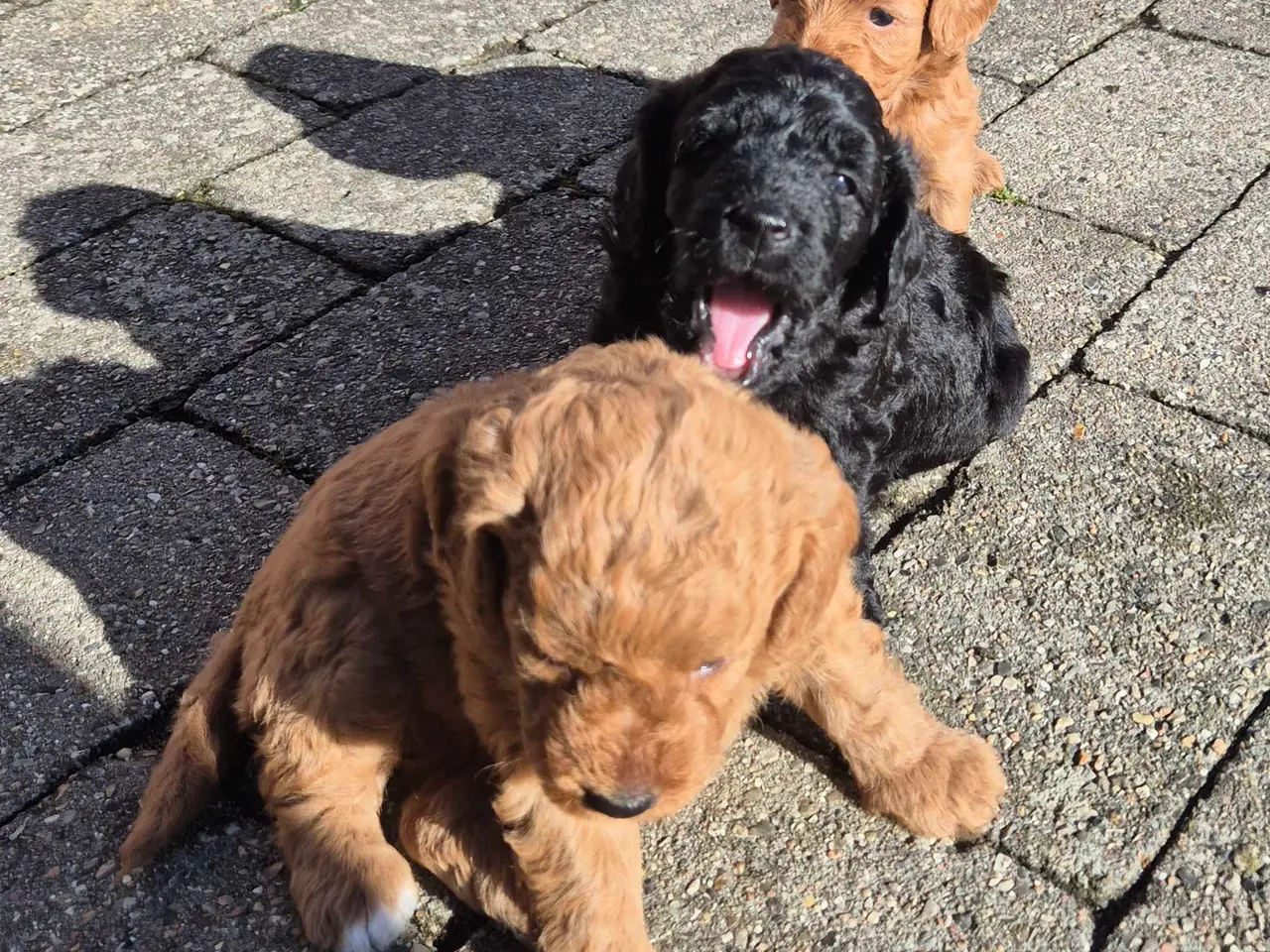 Billede 3 - Cavapoo f1b 