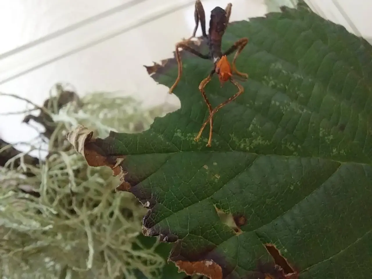 Billede 3 - Extatosoma tiaratum Rosengren