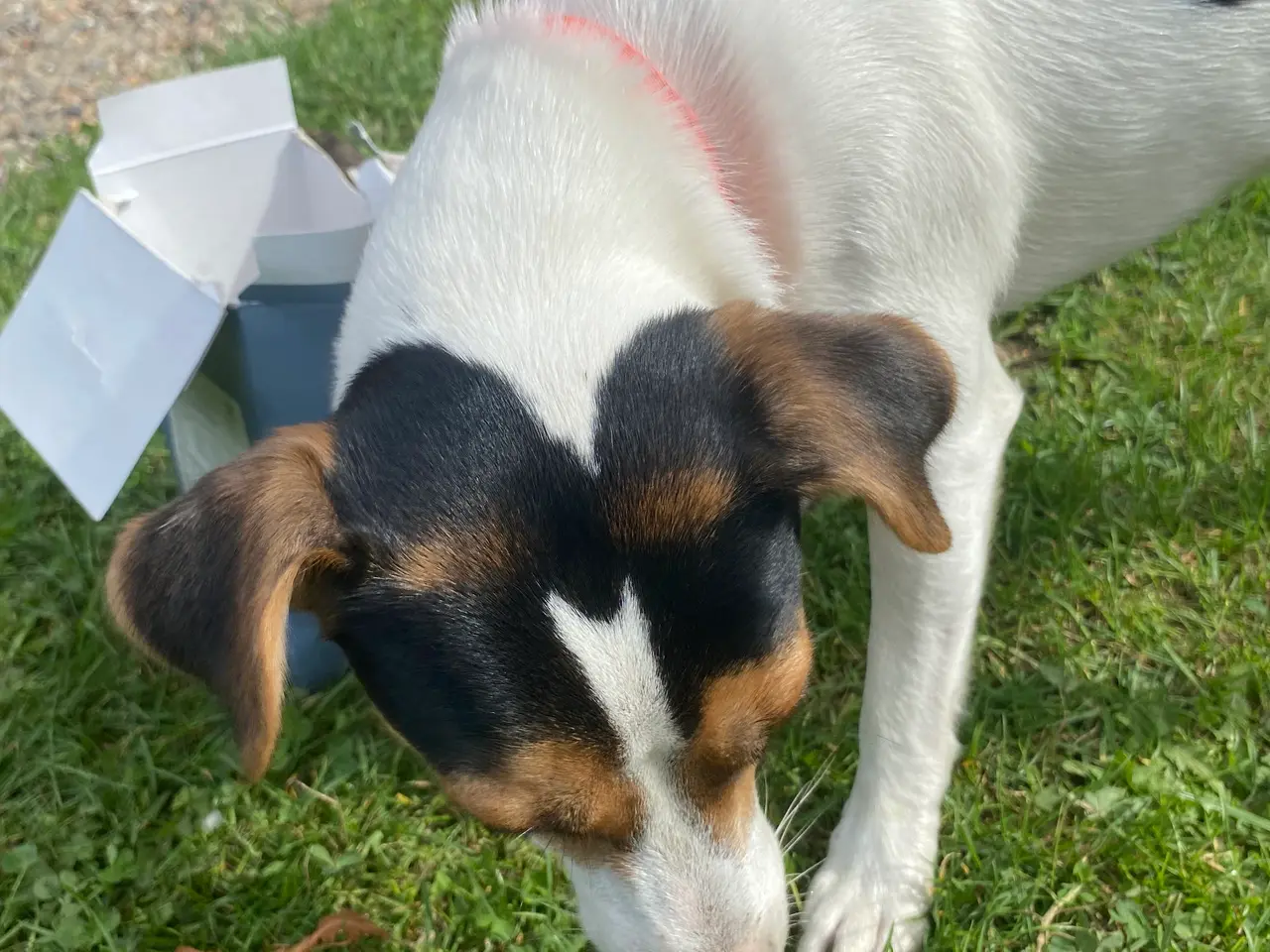 Billede 2 - Avlshan - 🐾 Dansk/svensk gårdhund 🐾