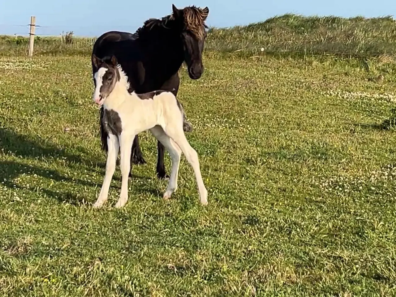 Billede 2 - Hoppe ifolet med top hingsten Jósep frá Skarði
