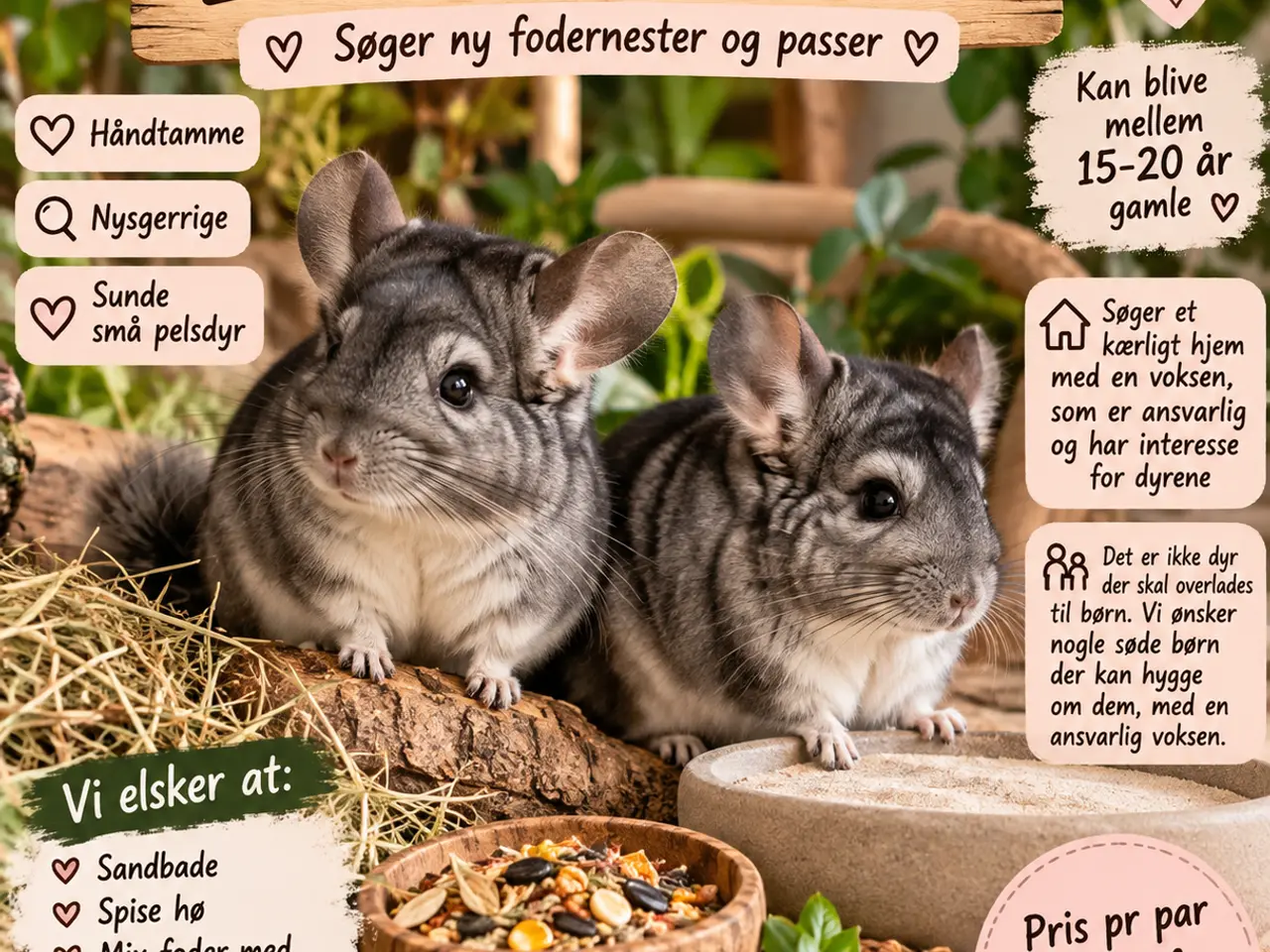 Billede 1 - Chinchilla par sælges