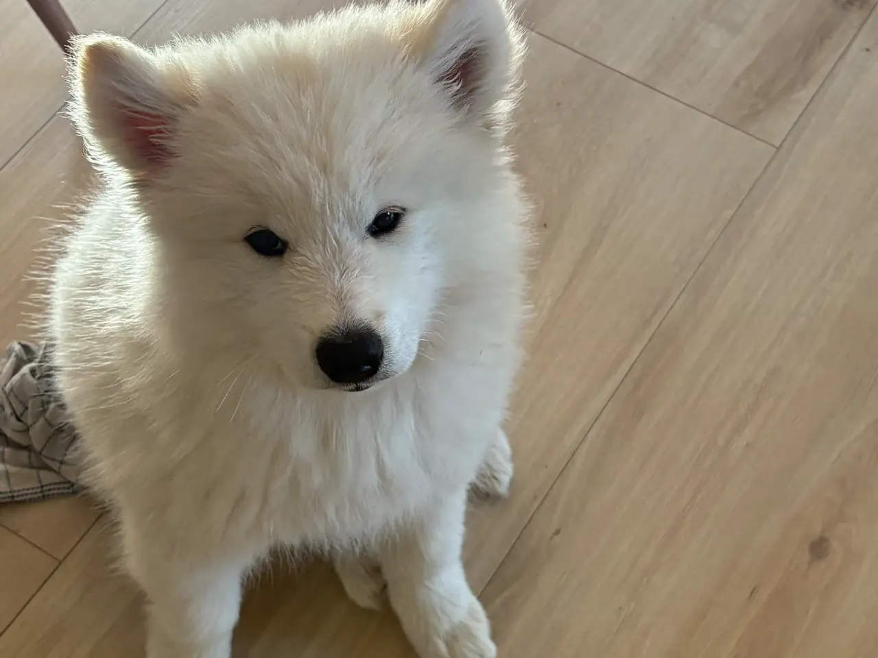 Billede 1 - Samojede mix, Ronja,  9 uger SALGSKLAR 