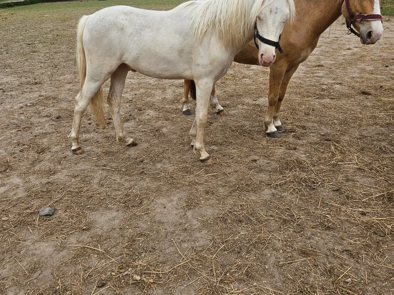 Billede 2 - Cremello hingst 2 år