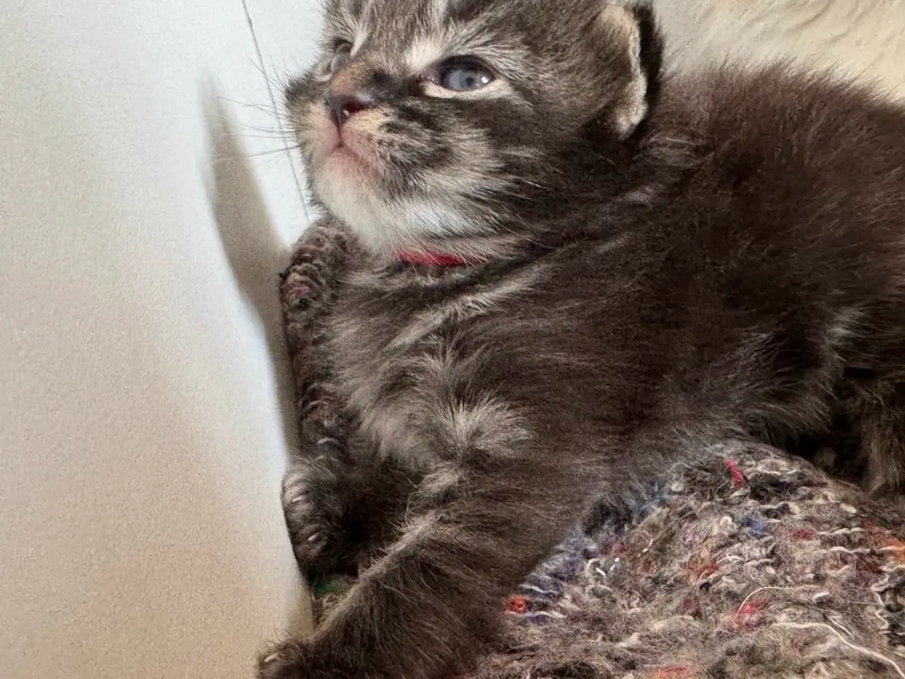 Billede 4 - Maine Coon killing