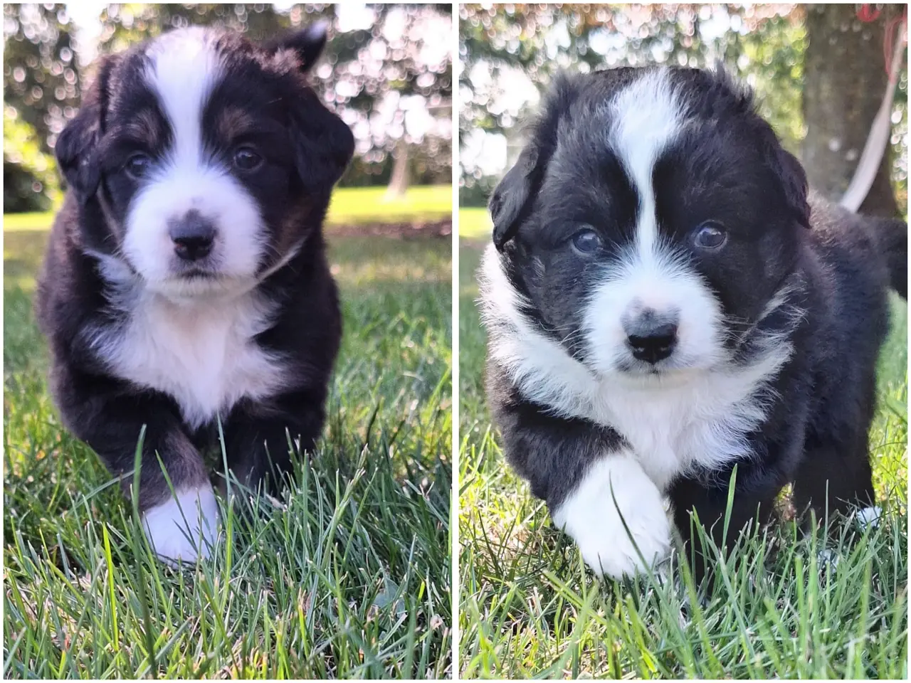 Billede 10 - Miniature American Shepherd hvalpe