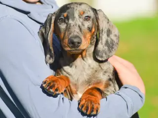 Kærlig og rolig korthåret gravhundehvalp 12 uger