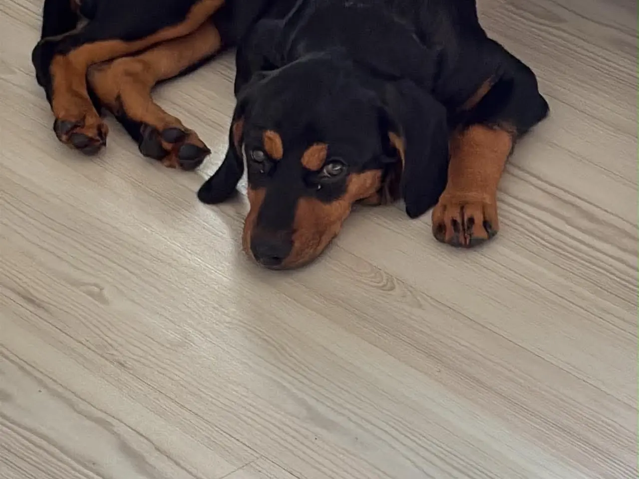 Billede 3 - Sød gravhund 