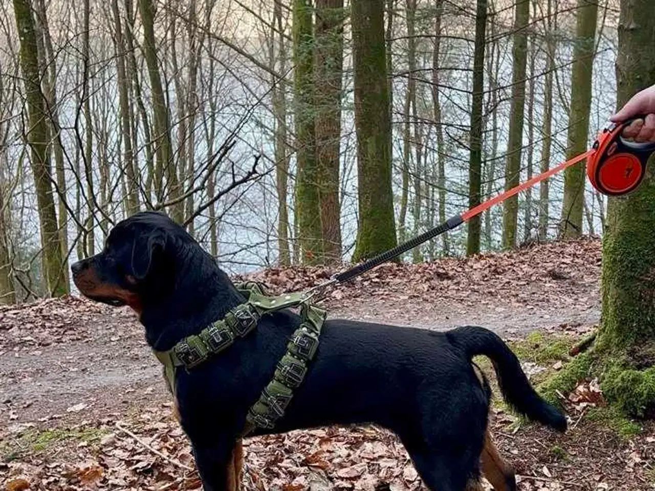 Billede 8 - Rottweiler han til avl
