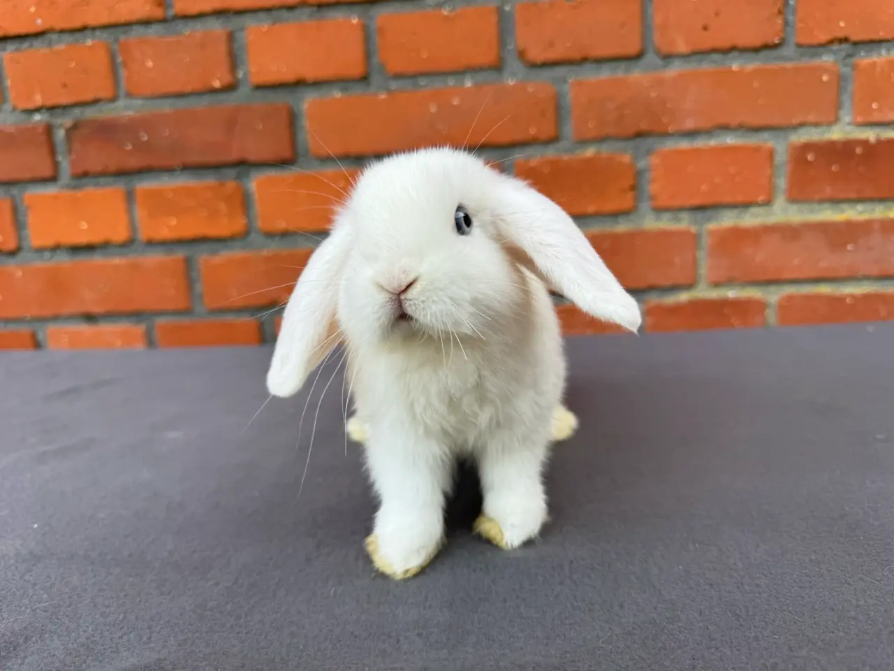 Billede 1 - Mini lop hankanin