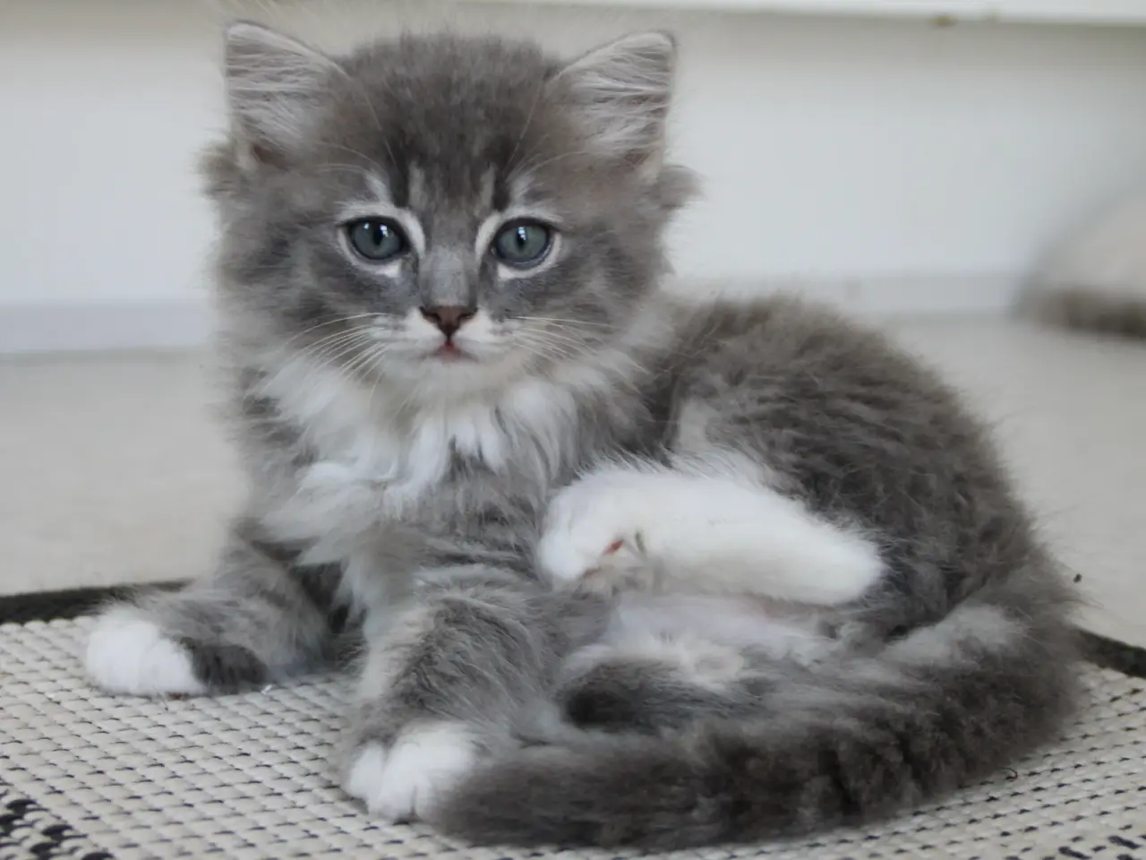 Billede 6 - Lækre 3/4 Ragdoll +1/4 perser killinger, katte