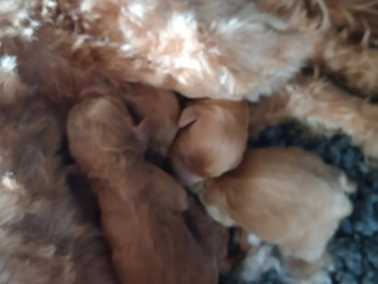 Billede 3 - Cavapoo-hvalpe