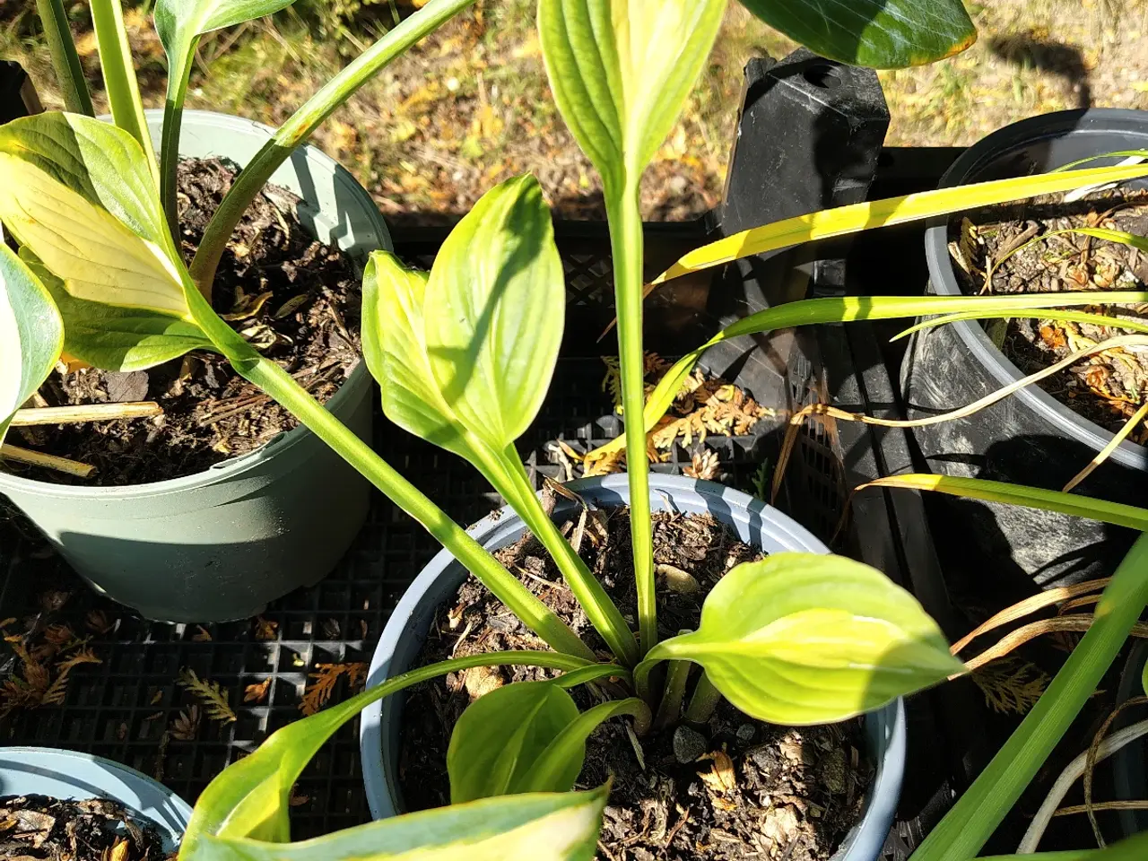 Billede 4 - Forskellige Hosta 