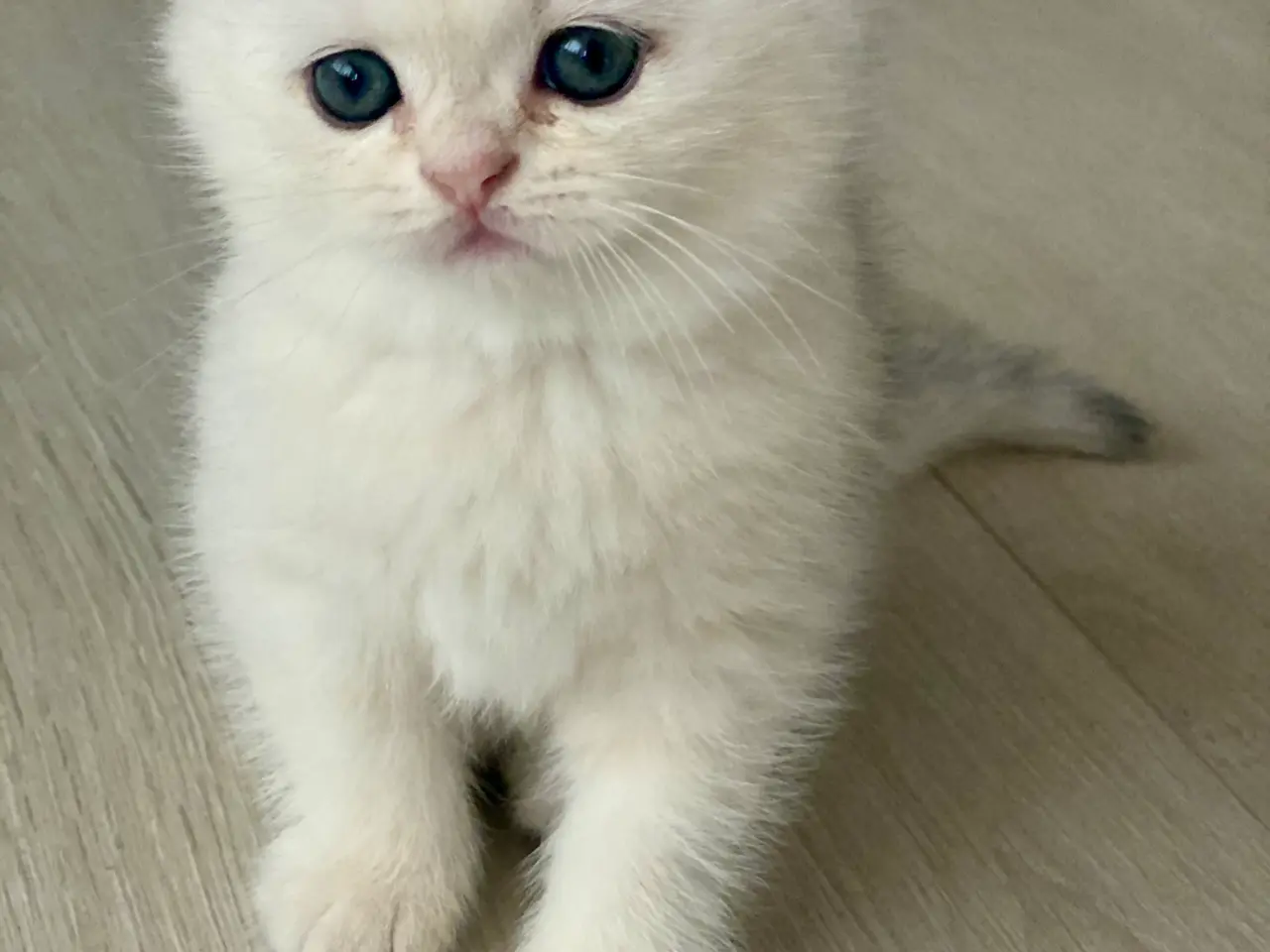 Billede 4 - 2 dejlige British Shorthair hankillinger