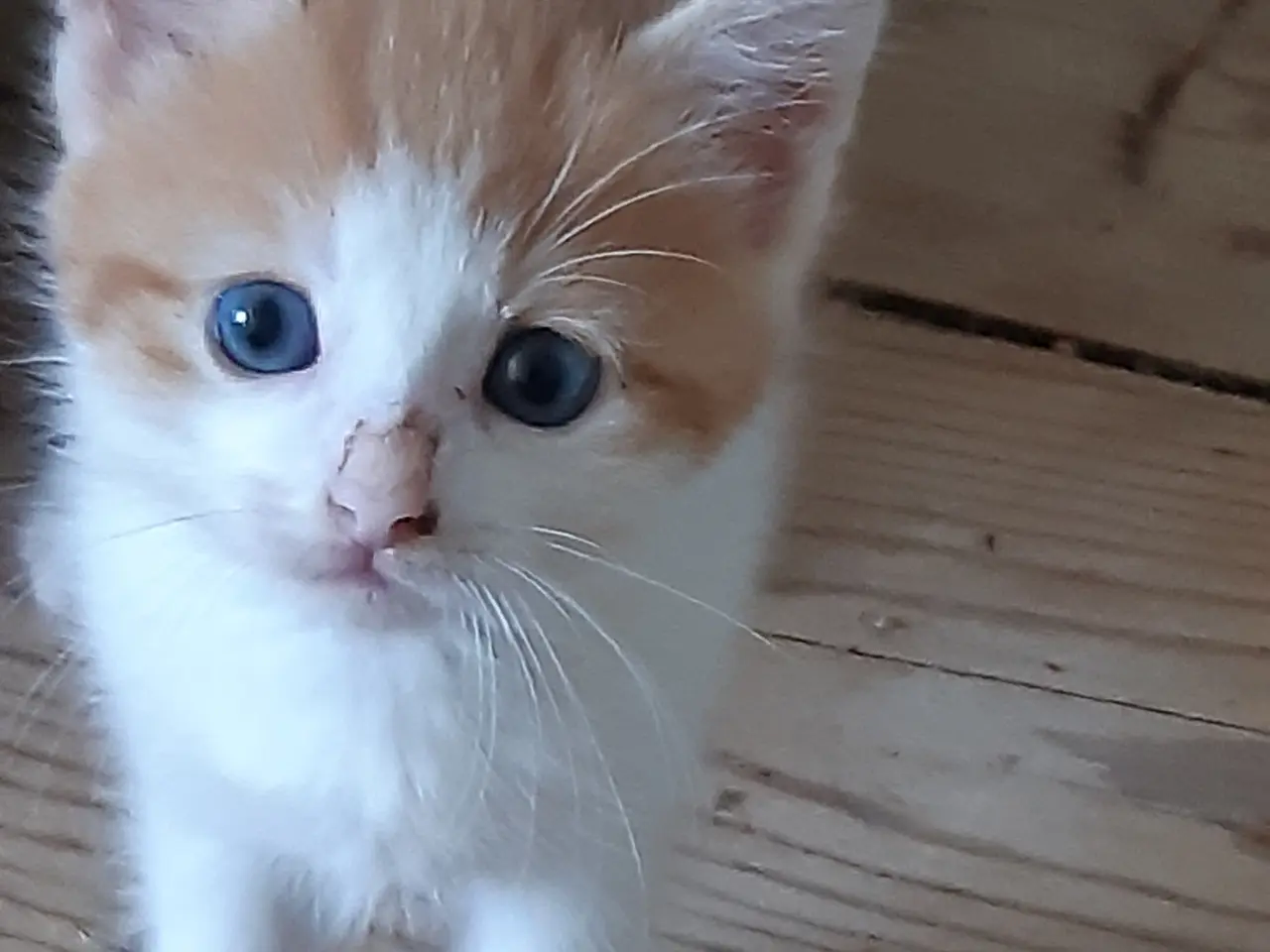 Billede 5 - Skønne Maine Coon Blandinger