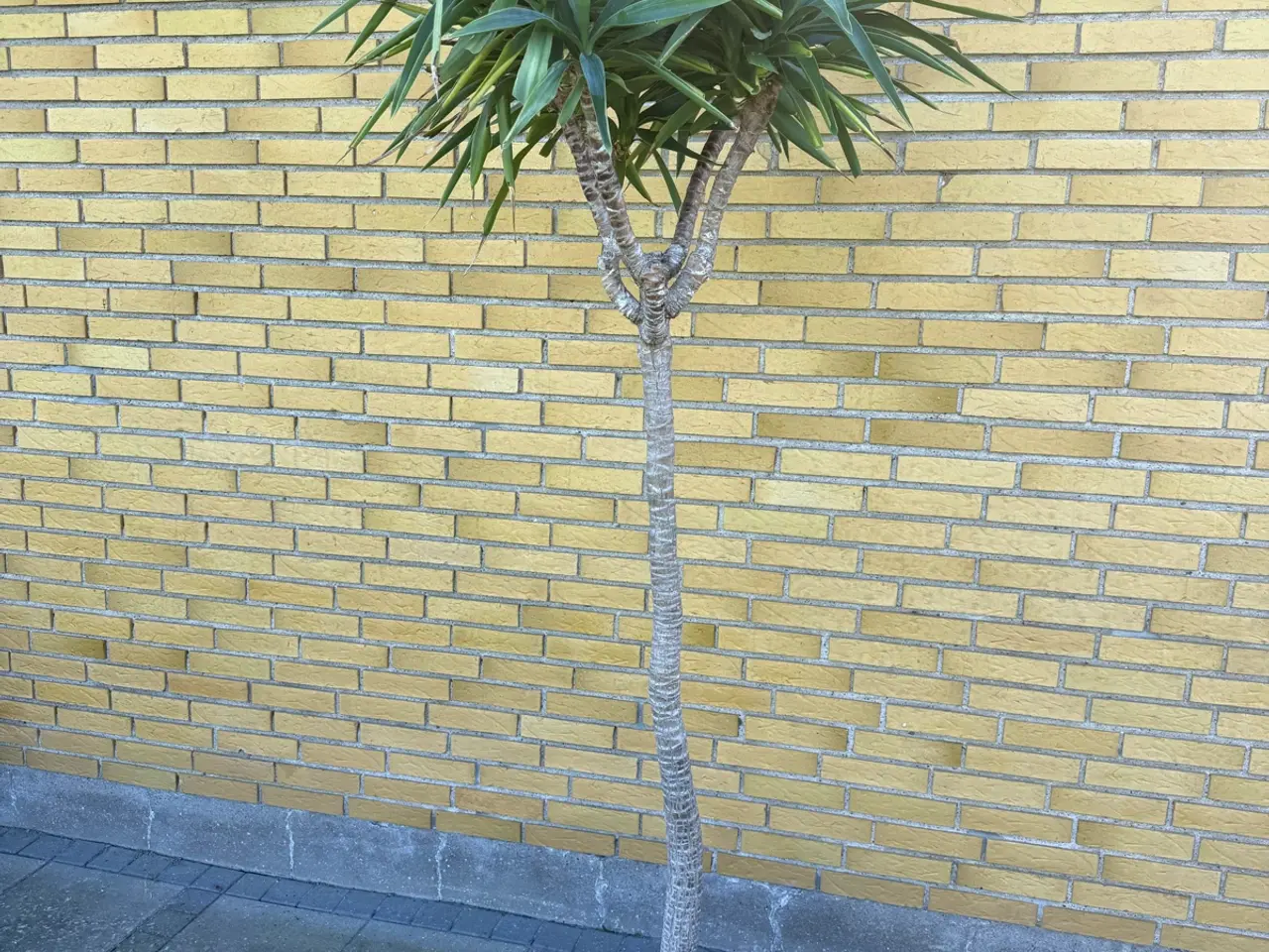 Billede 4 - Yucca palmer