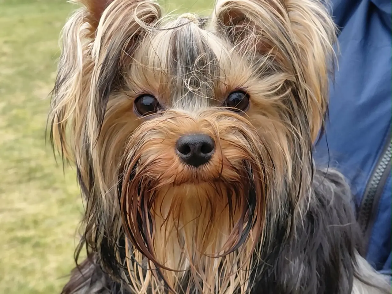 Billede 3 - De sødeste Yorkie hvalpe